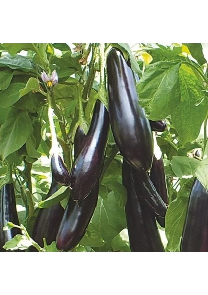 Ata Tohum Geleneksel Uzun Leziz Yemesi Olan Aydın Siyahı Patlıcan Tohumu (70 Tohum)