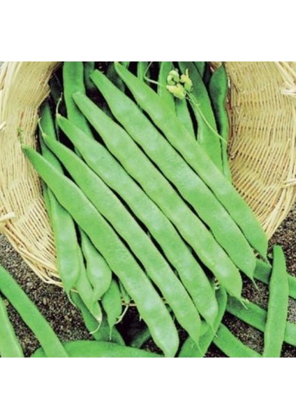 Doğal Helda Taze Fasulye Tohumu (Sırık-Geniş)(20 Tohum)