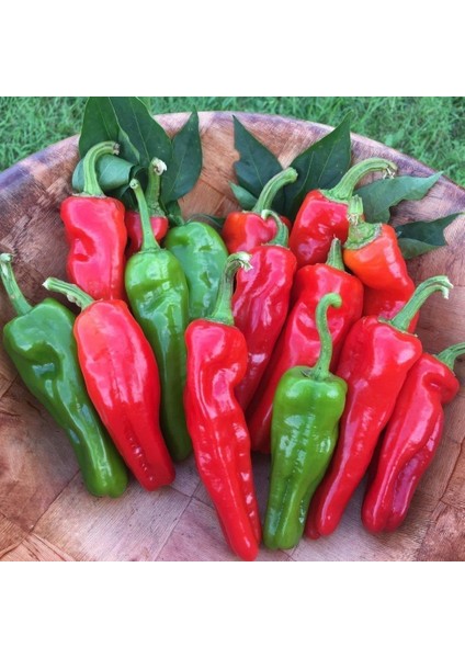 Ata Tohum Geleneksel Közlemellik Tatlı Pat Biber Tohumu (70 Thum)