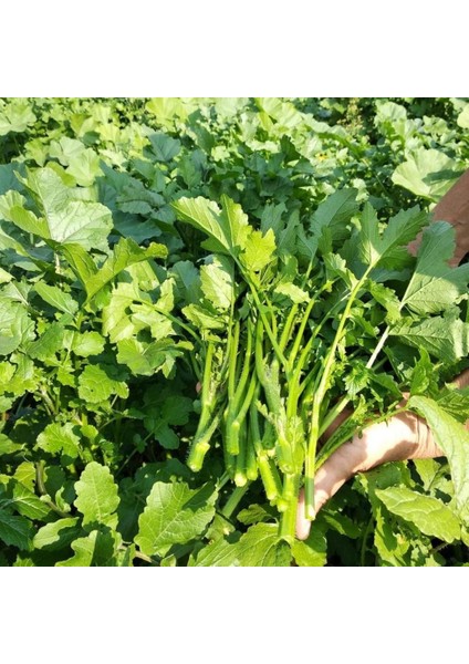 Ata Tohum Geleneksel Doğal Hardal Otu Tohumu (100 Tohum)