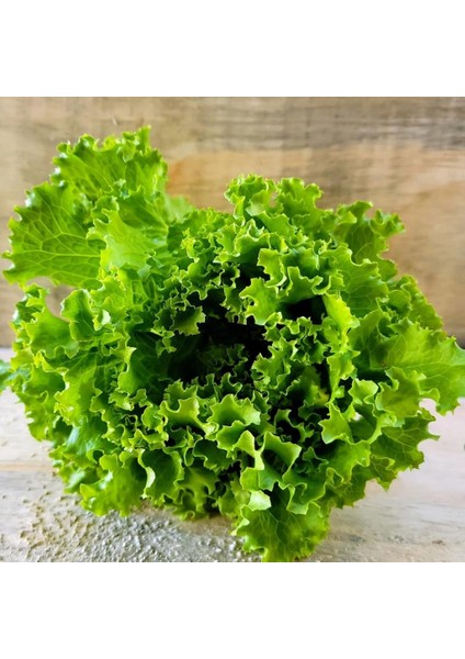 Geleneksel Soğuğa Dayanıklı Black Sea Kışlık Yeşil Kıvırcık Marul Tohumu (100TOHUM)