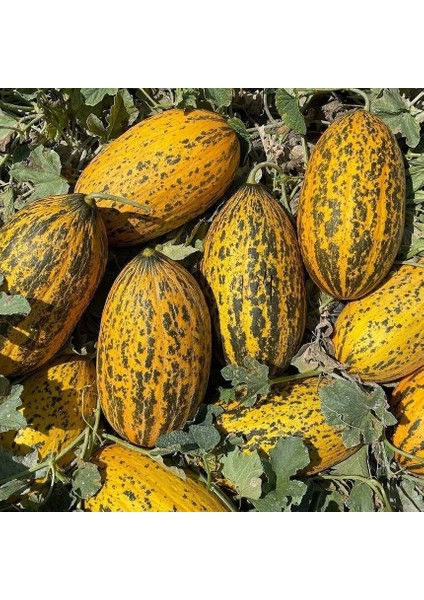 Ata Tohum Geleneksel Kırkağaç 589 Basık Kavun Tohumu (20 Tohum)