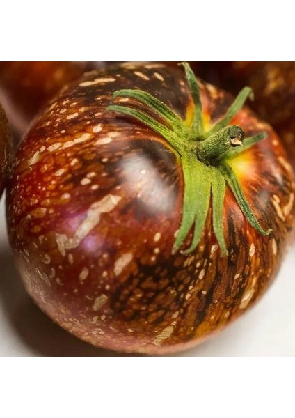 Dark Galaxy Domates Tohumu (15 Tohum)