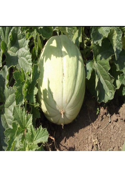 Ata Tohum Geleneksel Yoğun Kokulu Mühürlü Kavun Tohumu (20TOHUM)