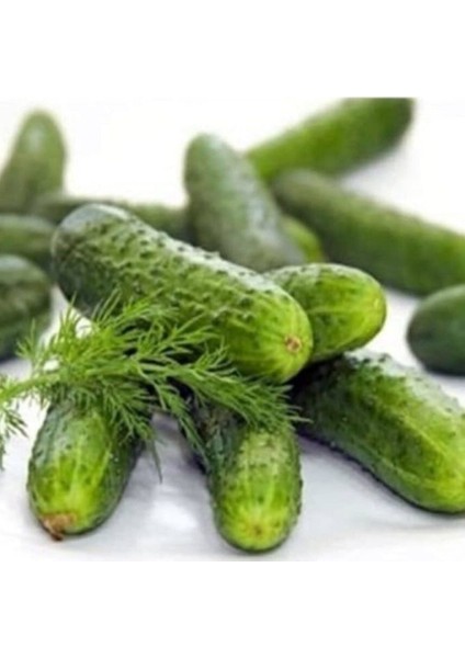 Bol Döken Rocket F1 Turşuluk Kornişon Hyar Tohumu (10 Tohum)