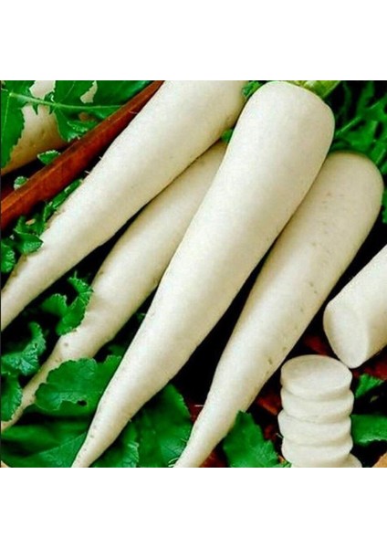 Geleneksel Tohumu Anadolu Lezzetli Uzun Beyaz Turp Tohumu (50 Tohum)