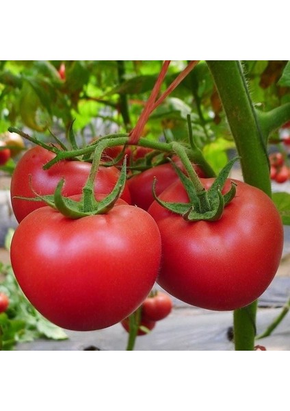 Geleneksel Ince Kabuklu Invictus Domates Tohumu (50 Tohum)
