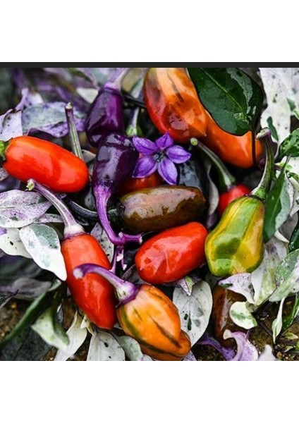 Ata Tohum Geleneksel Jigsaw Acı Biber Tohumu (15 Tohum)