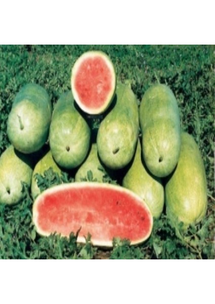 Geleneksel Tohumları Yassı Yüksek Aromalı Charleston Gray Karpuz Tohumu(5 Tohum)