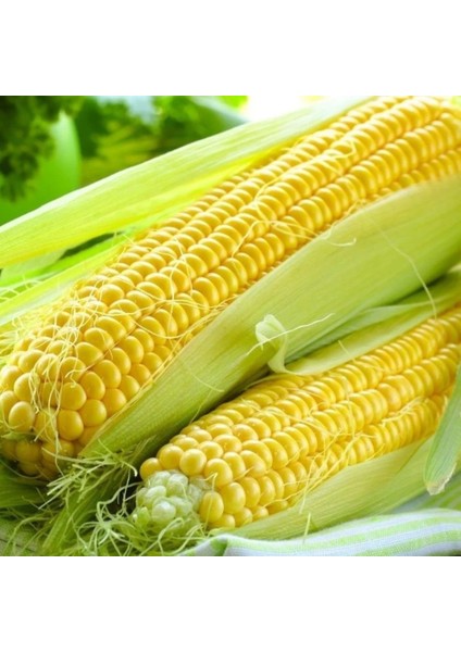 Ata Tohum Geleneksel Haşlamalık Süt Mısırı Tohumu (20 Tohum)