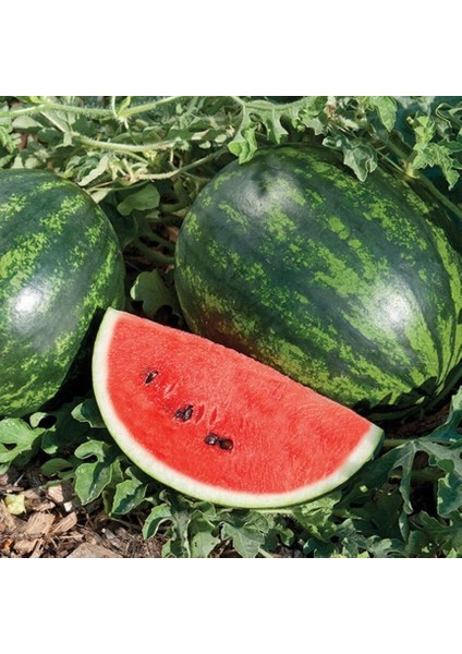 Geleneksel Tohumlar Galaktica Etli Sulu Karpuz Tohumu(10 Tohum)