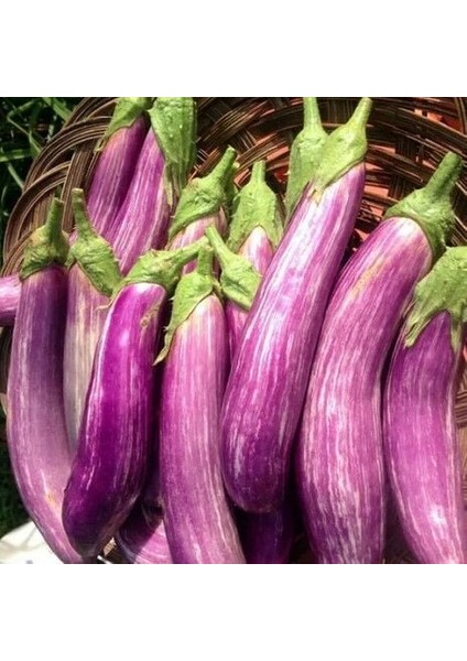 Long Variegated Uzun Etli Patlıcan Tohumu (15 Tohum)