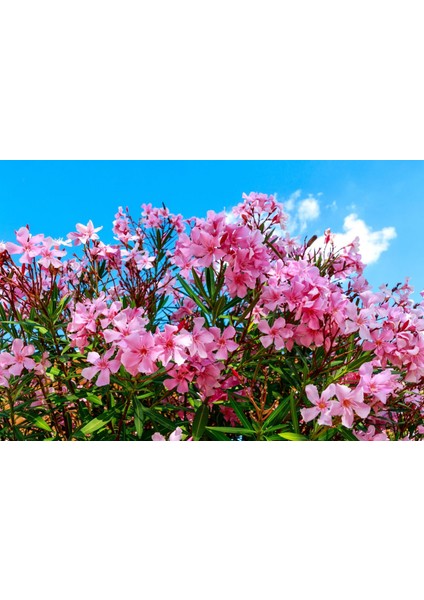Zakkum - Nerium Oleander 20 Adet