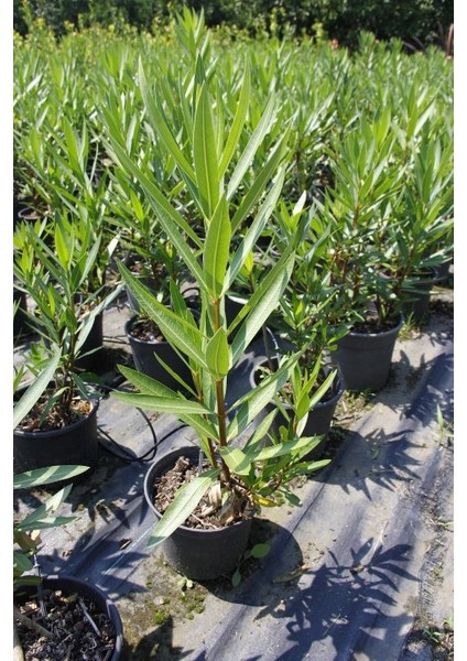 Zakkum - Nerium Oleander 20 Adet