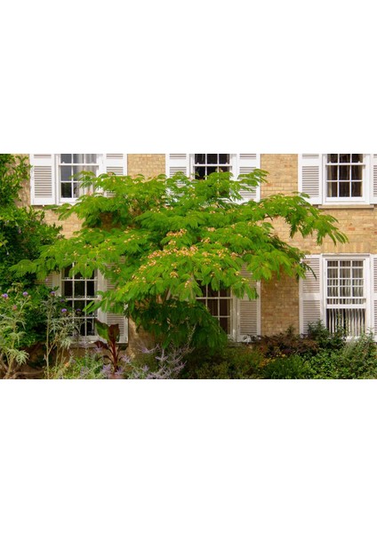 Gülibrişim Fidanı Albizia Julibrissin 3 Adet modelleri