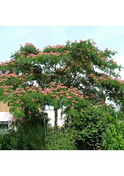 Gülibrişim Fidanı Albizia Julibrissin 3 Adet fırsatları