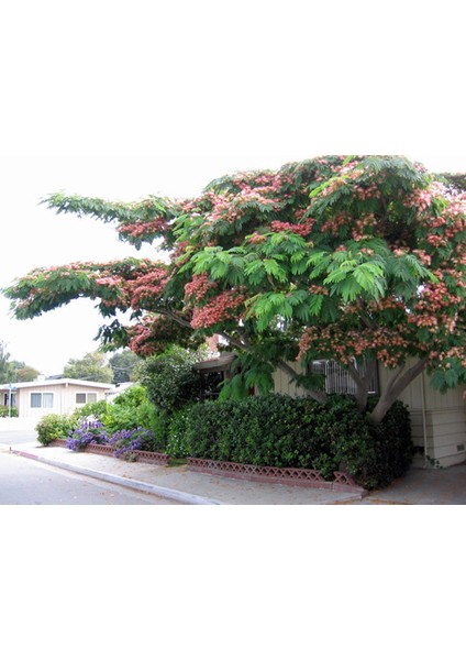 Gülibrişim Fidanı Albizia Julibrissin 3 Adet indirimleri