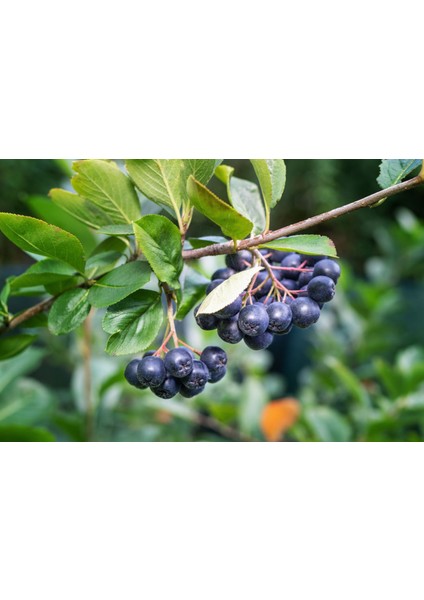 Aronya Fidanı 3-4 Yaş 80-100 cm – 2 Adet Canlı Meyve Fidanı