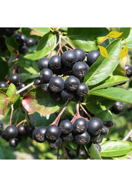 Aronya Fidanı 3-4 Yaş 80-100 cm – 2 Adet Canlı Meyve Fidanı fiyatları