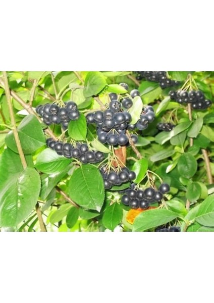 Aronya Fidanı 3-4 Yaş 80-100 cm – 2 Adet Canlı Meyve Fidanı modelleri