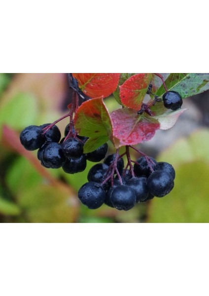 Aronya Fidanı 3-4 Yaş 80-100 cm – 2 Adet Canlı Meyve Fidanı fırsatları