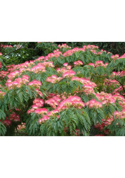 Gülibrişim Fidanı Albizia Julibrissin 2 Adet