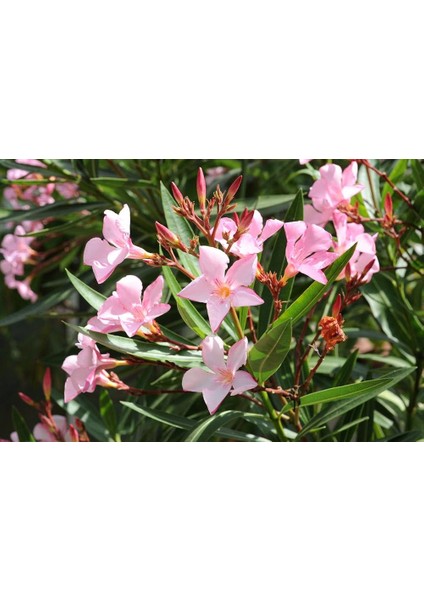 Zakkum Nerium Oleander 60-80 cm 20 Adet