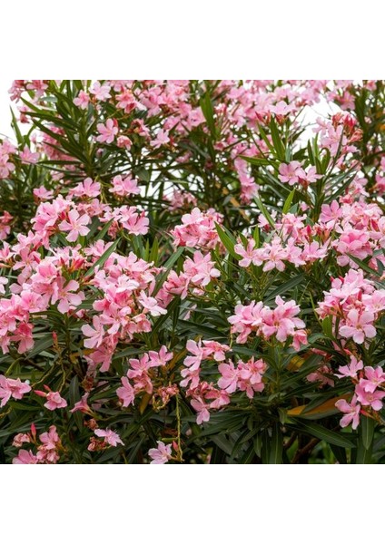 Zakkum Nerium Oleander 60-80 cm 20 Adet