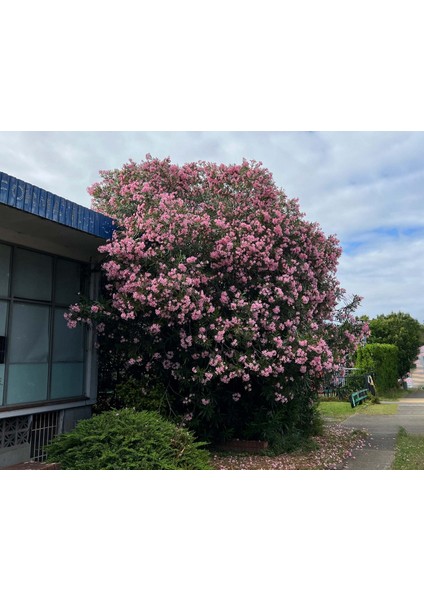 Zakkum Nerium Oleander 60-80 cm 20 Adet