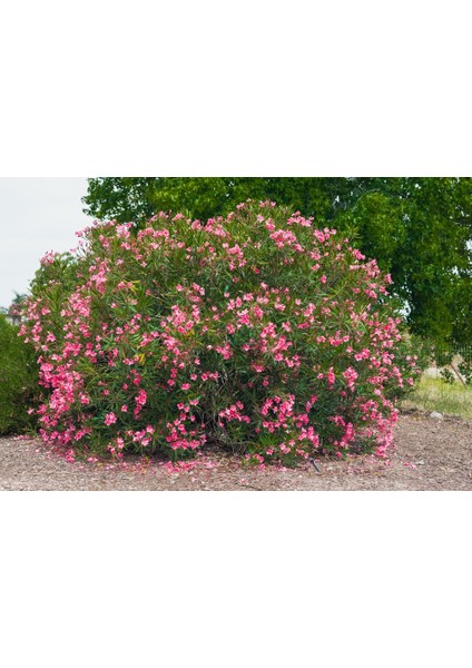 Zakkum Nerium Oleander 60-80 cm 20 Adet