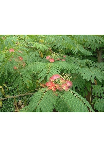 Gülibrişim Fidanı Albizia Julibrissin 5 Adet fiyatları