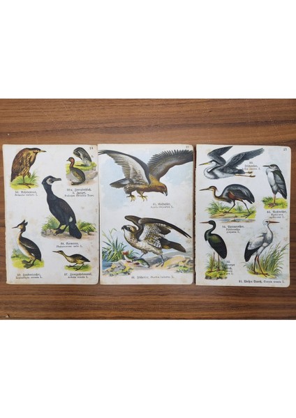 3 Adet Taş Baskı Eski Dönem Kuşlar. Her Biri 11X17CM Boyutunda 3