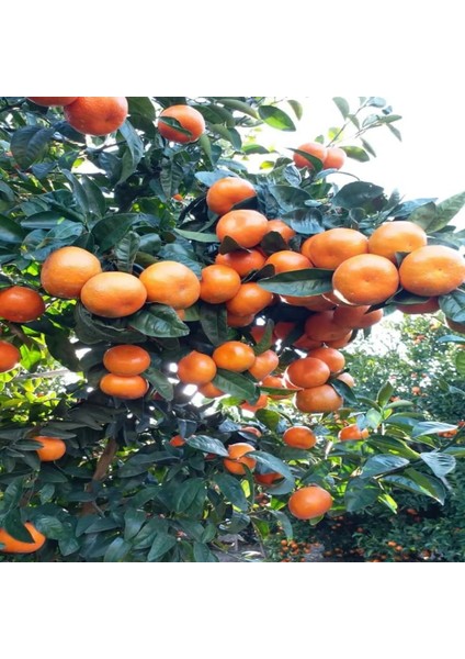 Mersin W. Murcott Fidanı (Geç Dönem Mandalina Fidanı) 5 - 15 cm