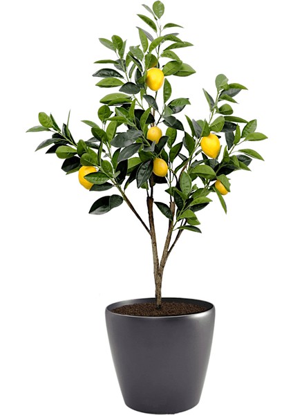 Mersin Bodur Saksılı Limon Fidanı