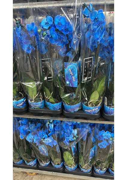 Mavi Orkide Ikili Dikim Ithal