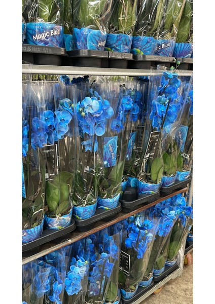 Mavi Orkide Ikili Dikim Ithal fiyatları