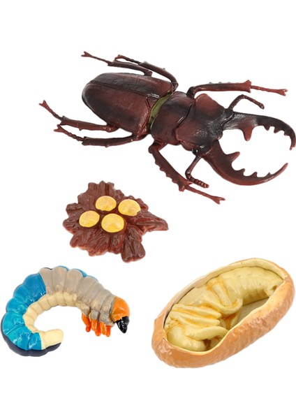 Geyik Böceği Hayvan Yaşam Döngüsü, Hayvan Büyüme Döngüsü Yaşam Döngüsü Modeli, Böcek Büyüme Döngüsü Modeli Eğitici Çocuk Oyuncakları G (Yurt Dışından)