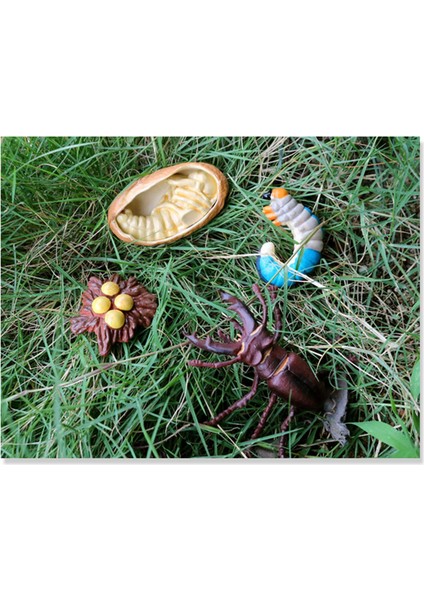 Geyik Böceği Hayvan Yaşam Döngüsü, Hayvan Büyüme Döngüsü Yaşam Döngüsü Modeli, Böcek Büyüme Döngüsü Modeli Eğitici Çocuk Oyuncakları G (Yurt Dışından) fiyatları