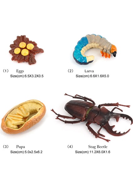 Geyik Böceği Hayvan Yaşam Döngüsü, Hayvan Büyüme Döngüsü Yaşam Döngüsü Modeli, Böcek Büyüme Döngüsü Modeli Eğitici Çocuk Oyuncakları G (Yurt Dışından) fırsatları