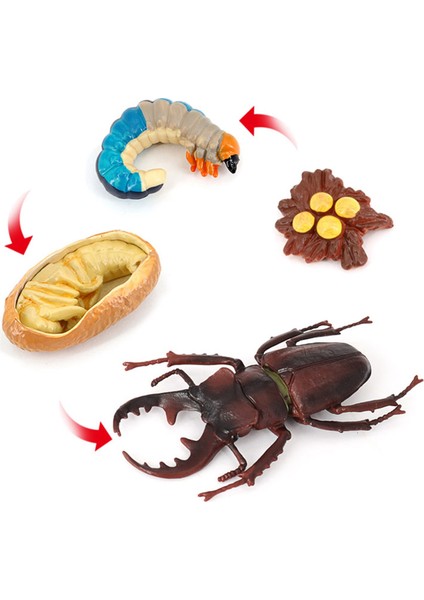 Geyik Böceği Hayvan Yaşam Döngüsü, Hayvan Büyüme Döngüsü Yaşam Döngüsü Modeli, Böcek Büyüme Döngüsü Modeli Eğitici Çocuk Oyuncakları G (Yurt Dışından) indirimleri