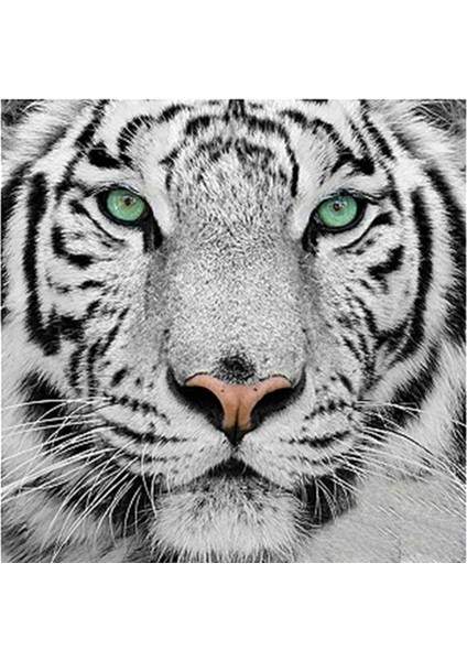 Tam Matkap Beyaz Tiger Diy Pırlanta Boyama Numara Kiti Ev Dekoru 30X30CM (Yurt Dışından) fiyatları