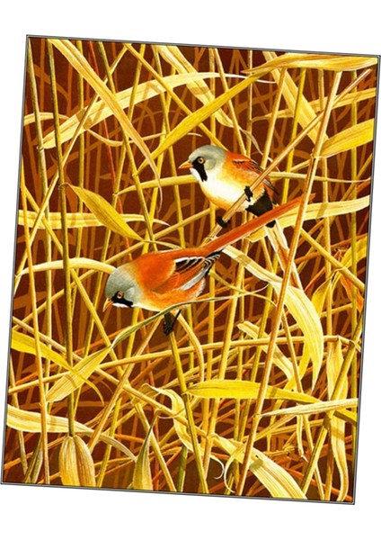 5d Elmas Hayvan Desen Boyama Çapraz El Sanatları Dikiş Kiti Ev Süsleme -, 25 × 30CM Çiçek ve Kuş 2 (Yurt Dışından) indirimleri