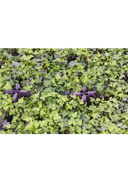 Küçük Yapraklı Hedera Sarmaşık 3'lü