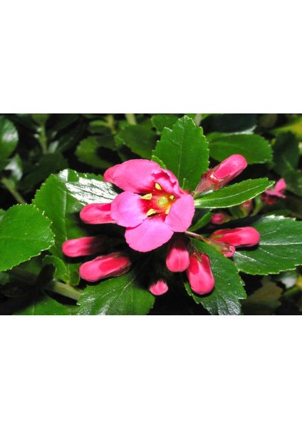 Eskolonya Pembe Çiçekli - Escallonia Cardinallis 5 Adet