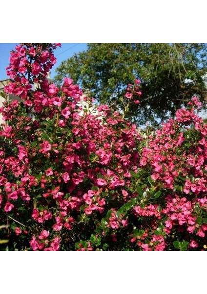 Eskolonya Pembe Çiçekli - Escallonia Cardinallis 5 Adet modelleri