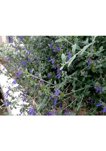 Zeytin Çalısı - Teucrium Fruticans 5'li Set- Dekoratif Peyzaj fırsatları