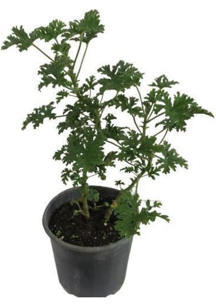 Itır Çiçeği Fidanı Küçük Boy 10-20 cm