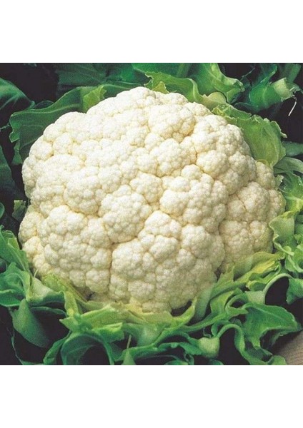 Geleneksel Igloo Karnabahar Tohumu (50 Tohum)