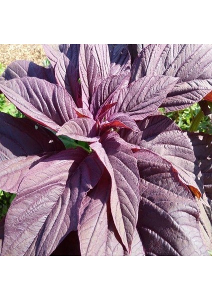 Doğal Kırmızı Amarant Tohumu (500 Gram)