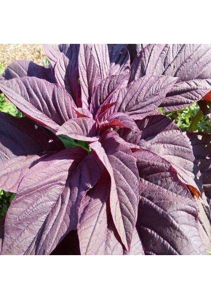 Doğal Kırmızı Amarant Tohumu (100 Gram)